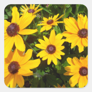 Sticker Carré Susans ornés noirs - Rudbeckias