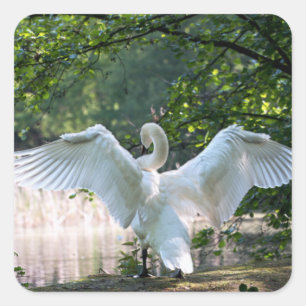 Sticker Carré Swan avec ailes étalées