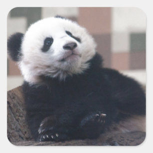 Sticker Carré Sweet Giant Panda Baby