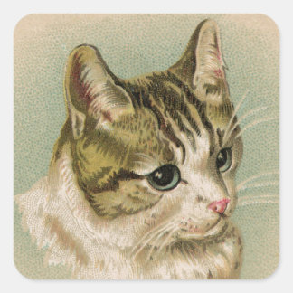 Sticker Carré Sweet Kitten