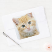 Sticker Carré Sweet Orange Tabby (Enveloppe)