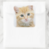 Sticker Carré Sweet Orange Tabby (Sac)