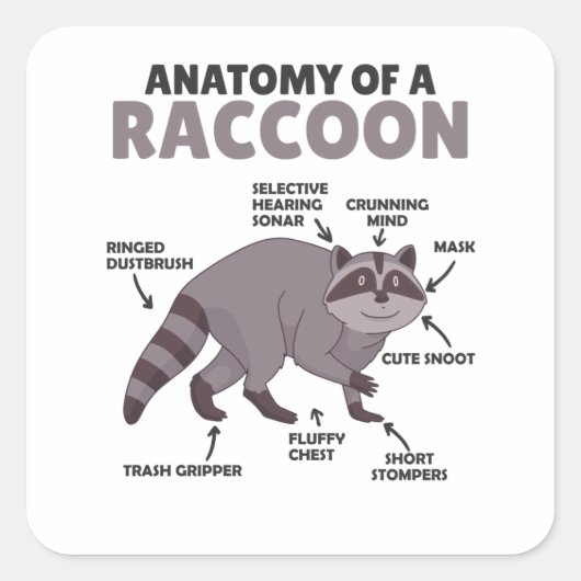 Sticker Carré Sweet Raccoon Explication Anatomie D'Un Raccoon (Devant)