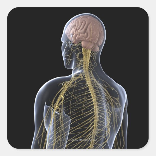 Sticker Carré Système nerveux humain (Devant)