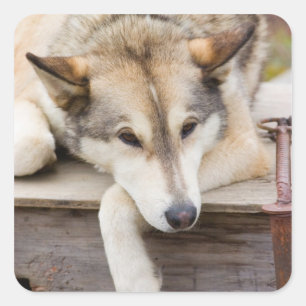 Sticker Carré T.N., États-Unis, Alaska. Chiens de traîneau husky