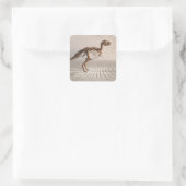 Sticker Carré T. rex Dinosaur Squelette (Sac)