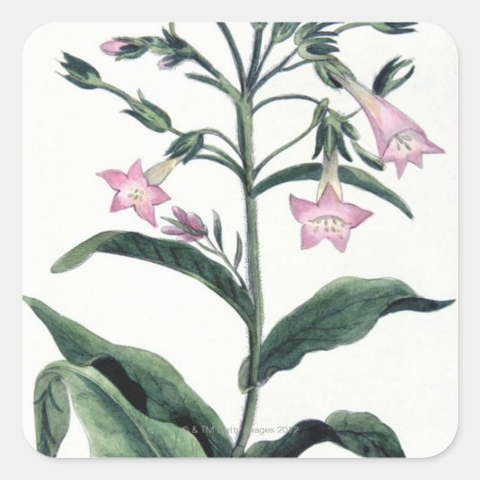 Sticker Carré Tabac (Devant)