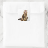 Sticker Carré Tabby Brown Classic Main Coon (Sac)
