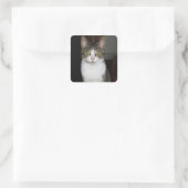 Sticker Carré Tabby cat aux grands yeux verts (Sac)