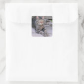 Sticker Carré Tabby Chat Brown à l'extérieur (Sac)