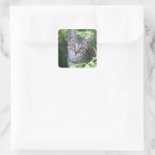 Sticker Carré Tabby Gris (Sac)