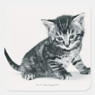 Sticker Carré Tabby Kitten