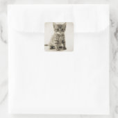 Sticker Carré Tabby Kitty (Sac)