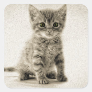Sticker Carré Tabby Kitty