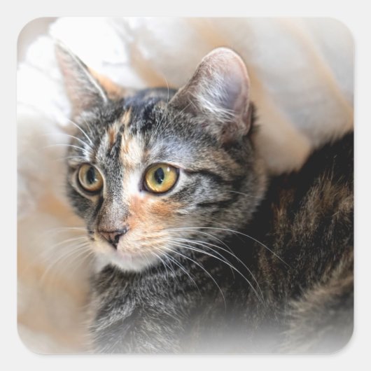 Sticker Carré Tabby Kitty Portrait de chat (Devant)