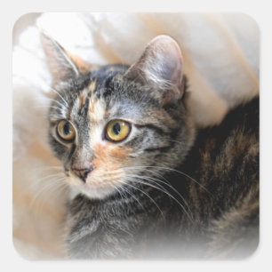 Sticker Carré Tabby Kitty Portrait de chat