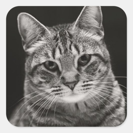 Sticker Carré Tabby noir Kitten (Devant)