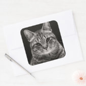 Sticker Carré Tabby noir Kitten (Enveloppe)