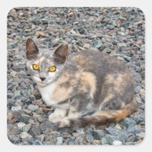 Sticker Carré Taie d'oreiller de chat