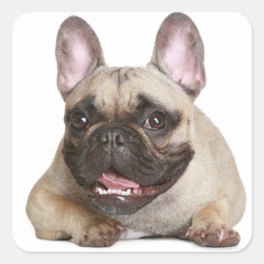 Sticker Carré Tan French Bulldog Brown / Chien chiot noir (Devant)