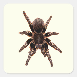 Sticker Carré Tarantula