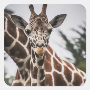 Sticker Carré Tête de girafe Empreinte de fourrure de girafe An