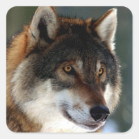 Tête de loup géniale