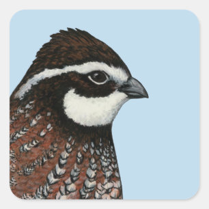 Sticker Carré Tête de Queue Bobwhite