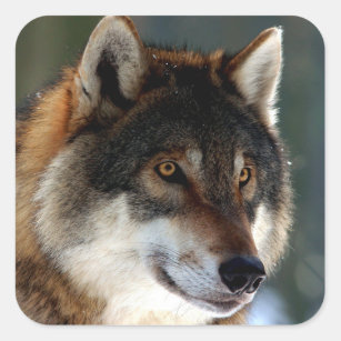 Sticker Carré Tête impressionnante de loup