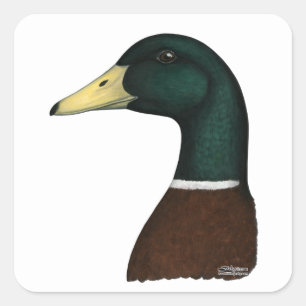 Sticker Carré Tête Mallard Drake