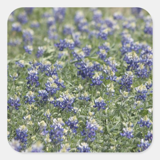 Sticker Carré Texas Bluebonnets série photo #11 (Devant)