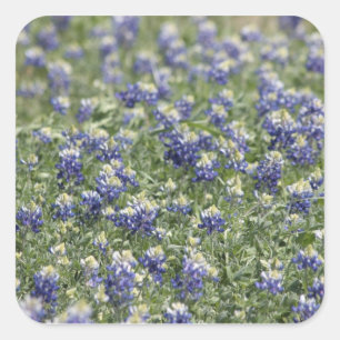 Sticker Carré Texas Bluebonnets série photo #11