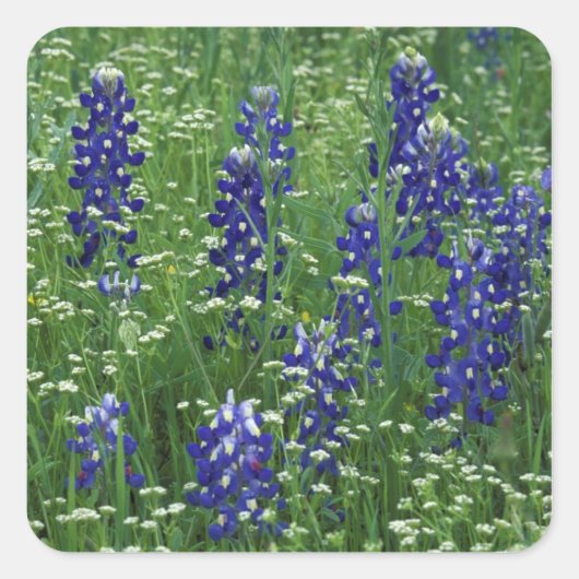 Sticker Carré Texas, Lac Buchanan. Texas Bluebonnet et Wild (Devant)