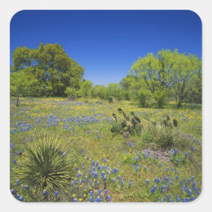Sticker Carré Texas, Texas Hill Country, Low vescie