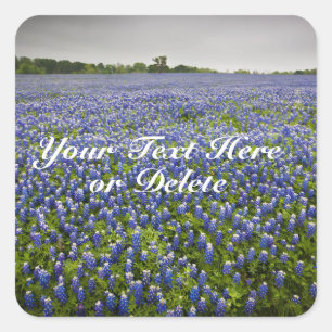 Sticker Carré Texte personnalisé Blue Spring Bluebonnets Texas 