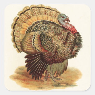 Sticker Carré Thanksgiving antique d'illustration de la Turquie