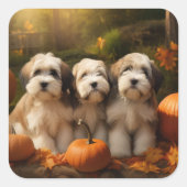 Sticker Carré Tibétain Terrier Chiot Automne Citrouille délice (Devant)
