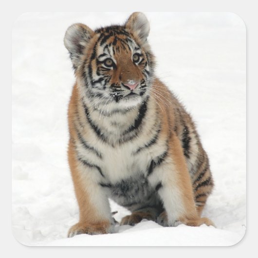 Sticker Carré Tiger (Devant)