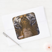 Sticker Carré Tiger (Enveloppe)