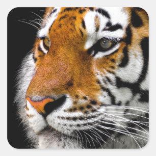 Sticker Carré Tigre