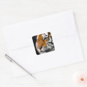 Sticker Carré Tigre (Enveloppe)