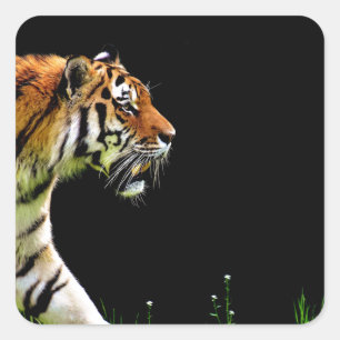 Sticker Carré Tigre approchant - Oeuvres d'art d'animaux sauvage