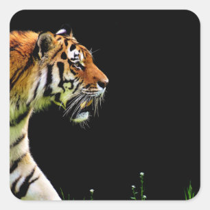 Sticker Carré Tigre approchant - Oeuvres d'art d'animaux sauvage