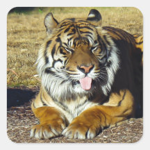 Tigre avec une attitude