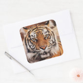 Sticker Carré Tigre de Sumatra (Enveloppe)