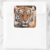 Sticker Carré Tigre de Sumatra (Sac)