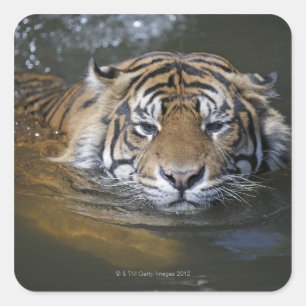 Sticker Carré Tigre de Sumatra, Panthera tigris sumatrae
