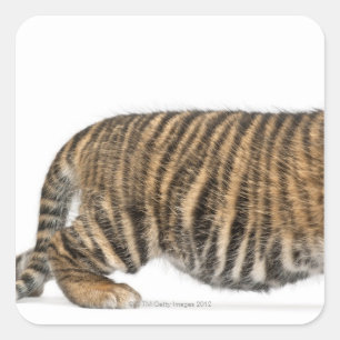Sticker Carré Tigre de Sumatra - Panthera tigris sumatrae (3