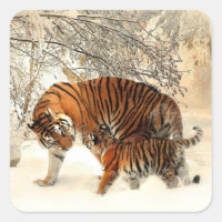 Tigre et petit, scène hivernale,