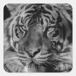 Sticker Carré Tigre noir et blanc
